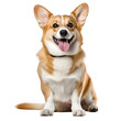 © leftmade - Charming Pembroke Welsh Corgi