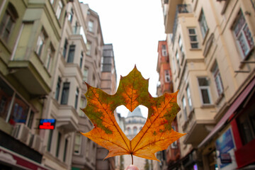 Galata Tower visible from heart pattern on autumn leaves