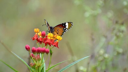 Sticker - Tropical exotic Monarch butterfly feeding on red flowers, macro close up