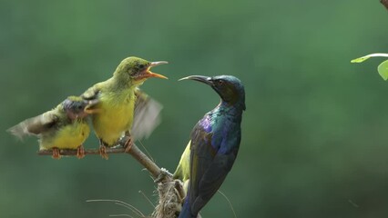 olive-backed sunbirds feeding their chicks