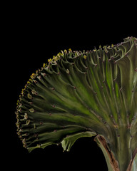 Poster - close up of a cactus