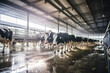 Cow automation farming modernism agriculture production