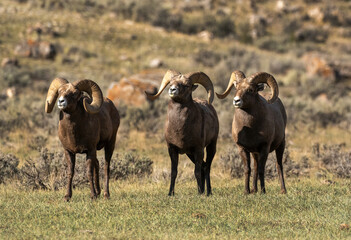 Poster - Big Horn Rams during the rut