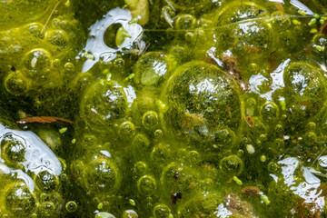 Wall Mural - Freshwater algae Spirogyra release oxygen into the air, oxygen synthesis in water bodies