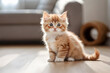 © KaRnity - cute fluffy orange kitten standing in the living room