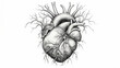 heart engraving monochrome illustration