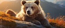 In the natural beauty of Alaska on a sunny day a cute young bear with its fur glistening under the sunlight poses for a portrait showcasing the captivating allure of wildlife in its purest 