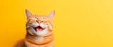 Fototapeta  - a funny happy  cat is laughing isolated on yellow background, horizontal banner, copy space for text