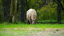 Video Of Golden Takin In Zoo