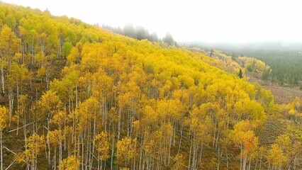 Wall Mural - Idaho wilderness Aspen grove in full fall colors