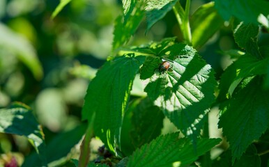 Canvas Print - Closeup of a Spotless ladybird, bug captured on a green plant leaf under the glimpses of sunlight