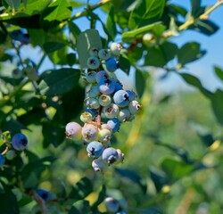 Closeup of ripening blueberries hanging from the plant tree on a sunny day