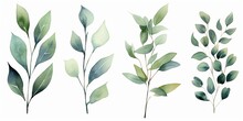 Watercolor Floral Illustration Set - Green Leaf Branches Collection, For Wedding Stationary, Greetings, Wallpapers, Fashion, Background. Eucalyptus, Olive, Green Leaves, Generative AI