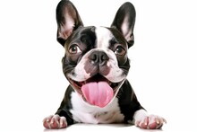 A Boston Terrier On An White Background Background Licking His Nose With A Big Pink Tongue, Generative AI