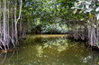 Mangrove Forest at Iguana Sanctuary in San Pedro Belize