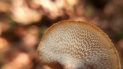 Canvas Print - Closeup of a mushroom edge against blurred background