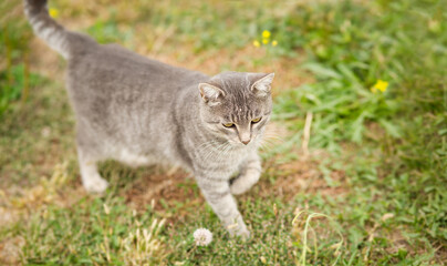 Wall Mural - tabby grey cat walking on nature, pet in garden,, rural scene