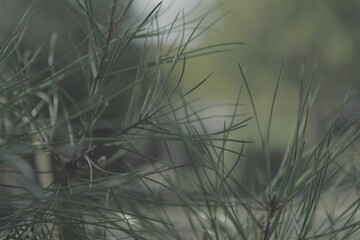 Poster - Closeup of Pine tree branches in a garden