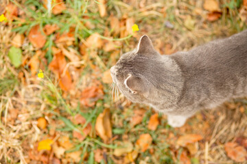 Wall Mural - tabby grey cat walking on nature, pet in autumn season, rural scene