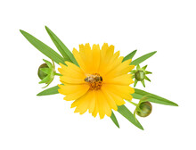 Coreopsis Yellow Flower (common Named Calliopsis Or Tickseed) With Bee On Stamens. Vignette With Buds And Leaves Isolated On White Background.	
