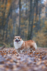 Sticker - cute corgi dog walks in the autumn park in the pouring rain