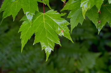 close-up abstract view of a branch of lush green leaves on a red maple tree (acer rubrum)