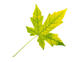Wall Mural - maple tree autumn yellow green leaf isolated transparent png. acer fall foliage.