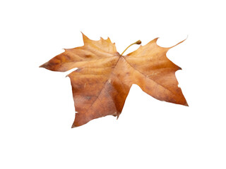 Wall Mural - sycamore tree autumn dry brown leaf isolated transparent png. platanus orientalis or plane tree fall