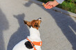 Cute dog of the Jack Russell Terrier breed eats ice cream on a walk in the city. Pet portrait with selective focus