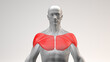 body anatomy male muscle region focusing on chest and shoulder muscle