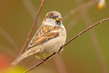 Canvas Print - Wróbel zwyczajny, wróbel domowy (Passer domesticus)