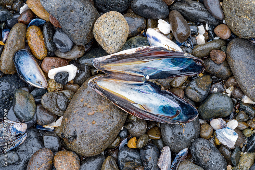 Close up view of clamshells on the rocks at a beach in Oregon, USA ...