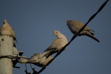 Closeup View Of Eurasian Collared Doves Perched On Wire Lines