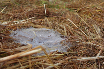 Wall Mural - spider web between leaves in the early morning