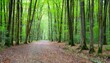 Sentier forestier : Promenade paisible à travers la forêt verdoyante