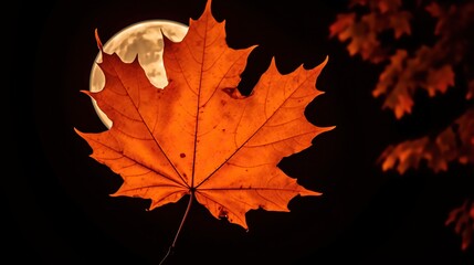 Sticker - autumn maple leaf