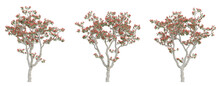 Old Tree Erythrina Variegata On Transparent Background, Png Plant, 3d Render Illustration.