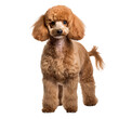 Full-body poodle dog illustration, standing pose, detailed fur texture, isolated on a transparent background for versatile use.