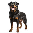 A full-body illustration of a Rottweiler dog standing with a confident stance, displayed on a clear, transparent background.