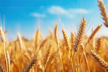 Sticker - Yellow wheat field with ripening ears against a blue sky. Selective focus and dry grain harvest. Rural agriculture scenery.