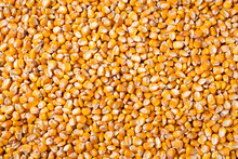 Organic Grain Yellow Corn Seed Or Maize Full-Frame Background. Top View