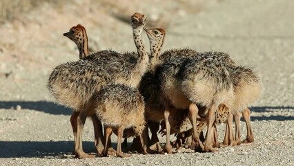 Poster - Brood of small ostrich (Struthio camelus) chicks in natural habitat, Kalahari desert, South Africa