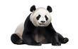 Front view, lovely panda sitting against transparent background, facing to camera. 