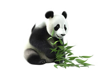 Side View, Lovely Panda Eats Bamboo And Sitting Against Transparent Background. 