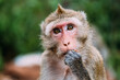 Portrait of rhesus macaque eating