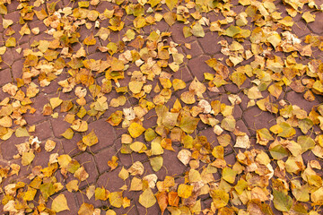 Wall Mural - Fallen birch leaves on the sidewalk in the park. Autumn