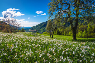 Wall Mural - Blooming white daffodil flowers on the green glade in Slovenia