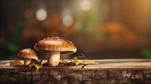 Mushrooms Growing On A Log, Forest Mushrooms, Mushrooms In Nature