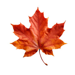 maple leaf transparent