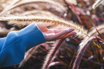 Wall Mural - Closeup image of a hand touching on a white , purple and pink poaceae or mission grass in a field